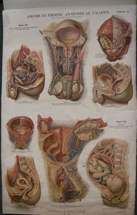 Anatomical chart